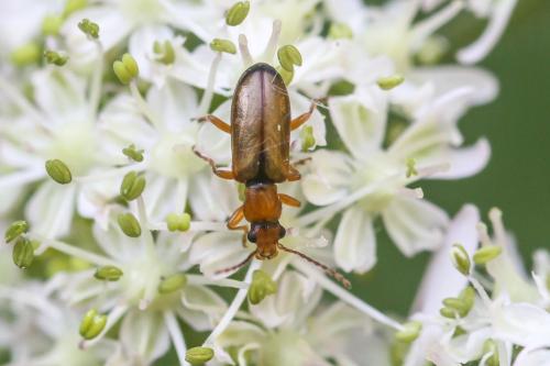 Orsodacne cerasi